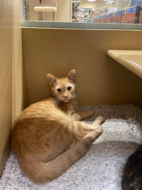 CHEESE - Domestic Short Hair available for adoption