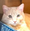 adoptable Cat in New Braunfels, TX named Chutney