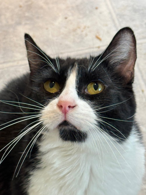 OREO - Domestic Short Hair available for adoption