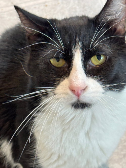 OREO - Domestic Short Hair available for adoption