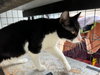 Oreo - Photo 4