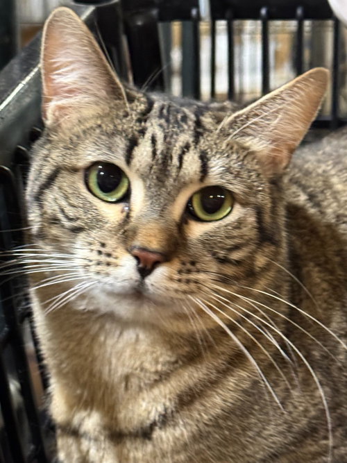 picture of the cat needing adoption