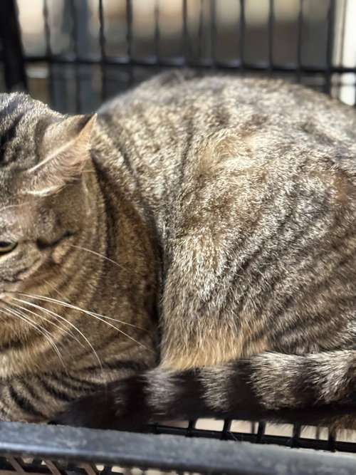 DEE MARIA - Domestic Short Hair available for adoption