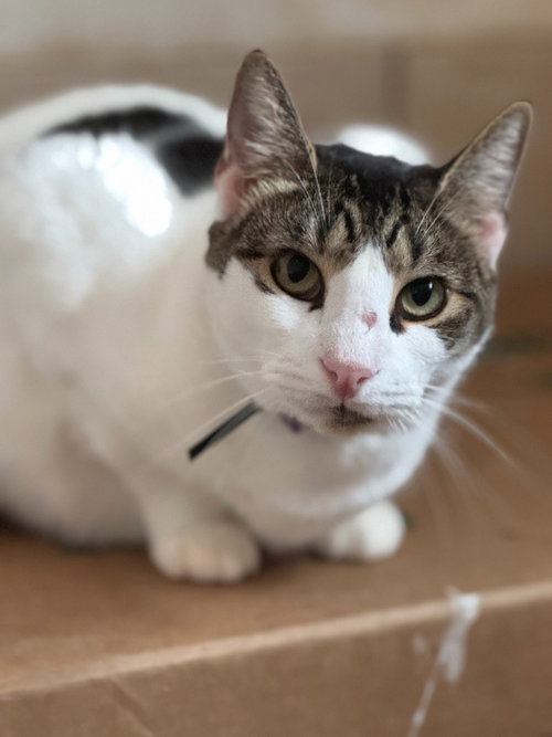picture of the cat needing adoption