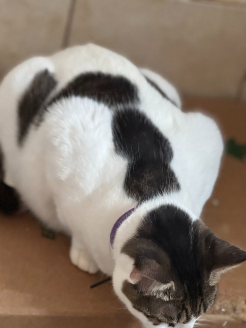 DOMINO AKA BATMAN - Domestic Short Hair available for adoption