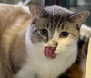 adoptable Cat in New Braunfels, TX named Ester Egg