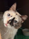 adoptable Cat in New Braunfels, TX named Genevieve Bear "Sand