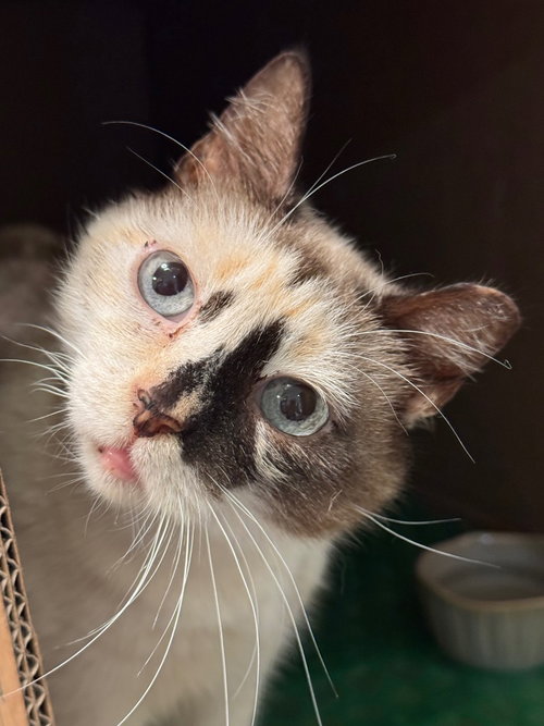picture of the cat needing adoption