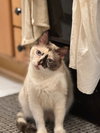 Genevieve Bear "Sand - Photo 4