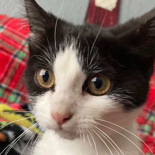 picture of the cat needing adoption