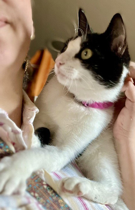 KAGE - Domestic Short Hair available for adoption