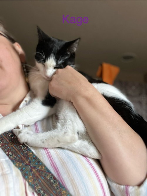 KAGE - Domestic Short Hair available for adoption