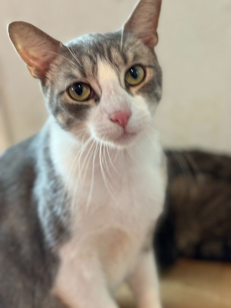 adoptable Cat in New Braunfels, TX named Kiki