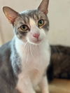 adoptable Cat in New Braunfels, TX named Kiki