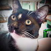 adoptable Cat in New Braunfels, TX named Mister