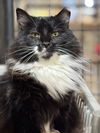 adoptable Cat in  named Meowrvelous Mrs. Maisel