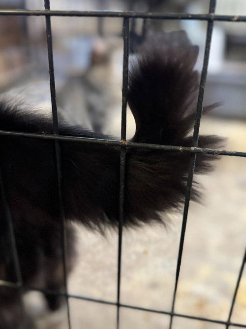 MEOWRVELOUS MRS. MAISEL - Domestic Long Hair available for adoption