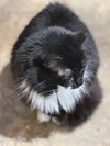 Meowrvelous Mrs. Maisel - Photo 3