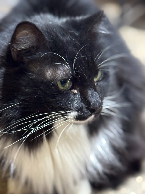 Meowrvelous Mrs. Maisel