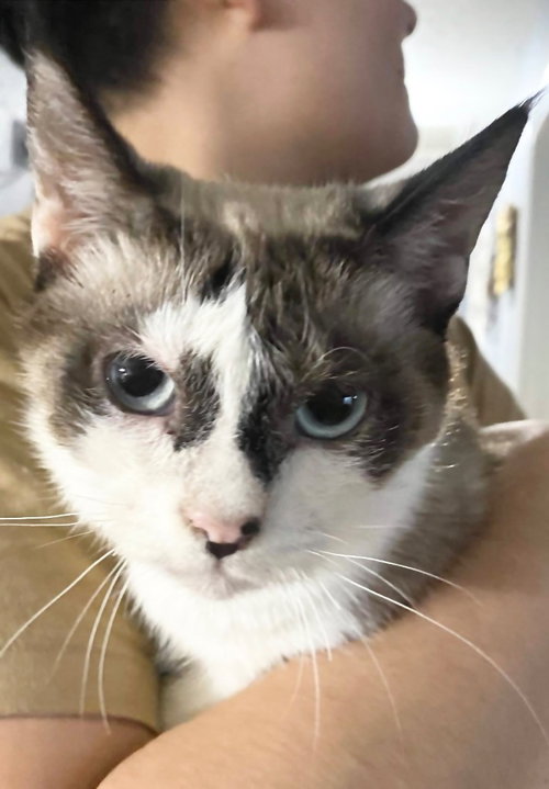 picture of the cat needing adoption