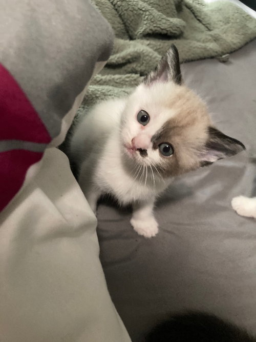 NEZUKA - Siamese available for adoption