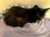 adoptable Cat in New Braunfels, TX named Onyx