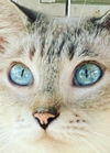 adoptable Cat in New Braunfels, TX named Paulie Newman