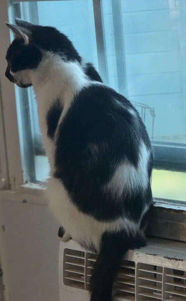 Valentina - Domestic Short Hair