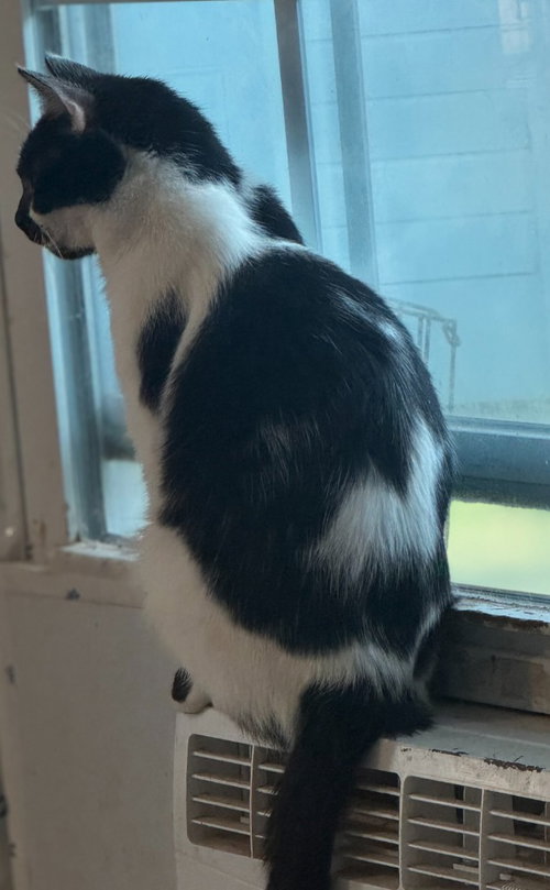 picture of the cat needing adoption