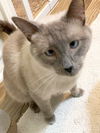adoptable Cat in New Braunfels, TX named Zander