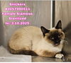 adoptable Cat in New Braunfels, TX named Snickers