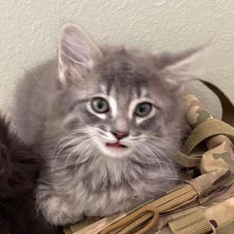 picture of the cat needing adoption