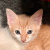 adoptable Cat in New Braunfels, TX named Gingerado DaVinci