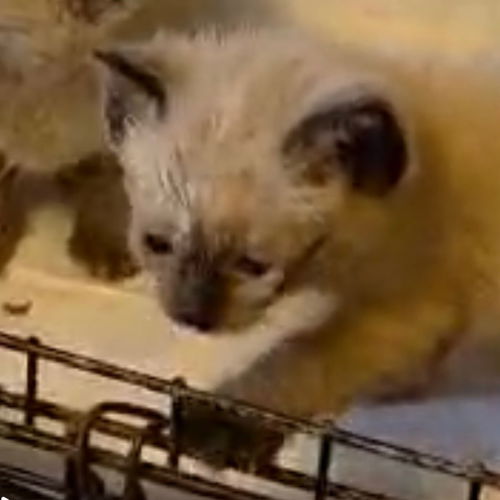 picture of the cat needing adoption