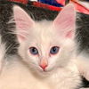 adoptable Cat in New Braunfels, TX named Picatso