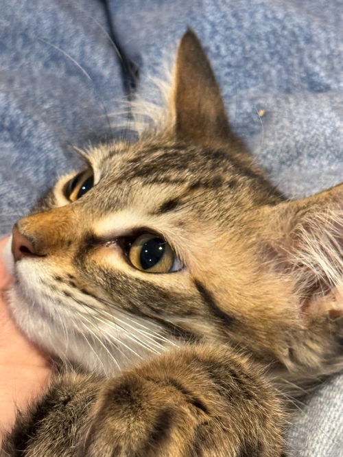 picture of the cat needing adoption