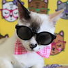 adoptable Cat in New Braunfels, TX named Leela