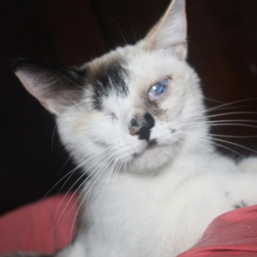 picture of the cat needing adoption