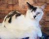 Leela - Photo 1