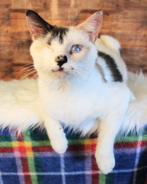 LEELA - Siamese / Domestic Short Hair available for adoption