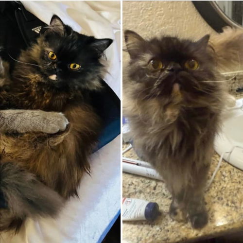 picture of the cat needing adoption