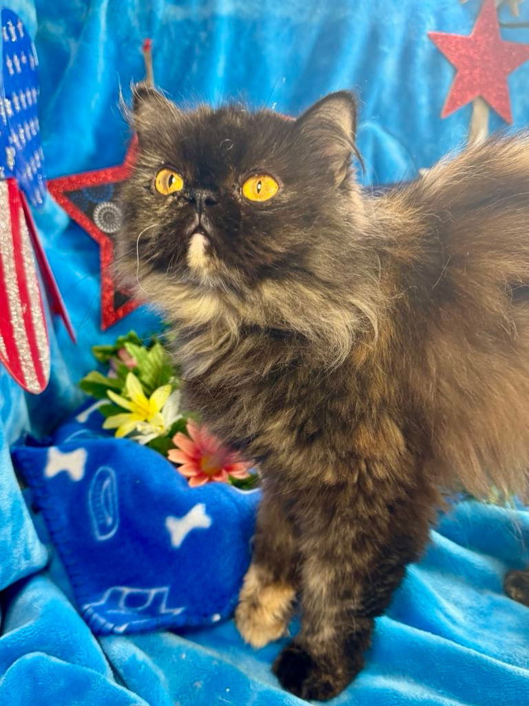 The Princess of Purrrsia