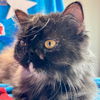 adoptable Cat in  named The Princess of Purrrsia
