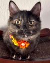adoptable Cat in  named Nebula2