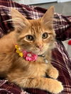 adoptable Cat in  named Starburst
