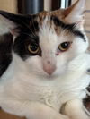 adoptable Cat in new braunfels, TX named Angel