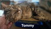 adoptable Cat in New Braunfels, TX named Tommyboy