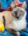 adoptable Cat in New Braunfels, TX named Gwynevere