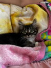 adoptable Cat in  named Moxie