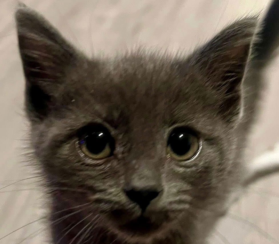 adoptable Cat in New Braunfels, TX named Pogo